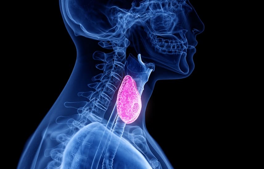 Haarausfall durch Schilddrüsenunterfunktion?