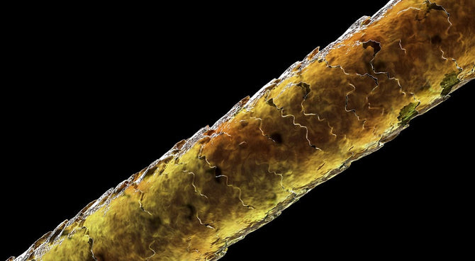 The Hair Growth Cycle - The 3 Phases Explained