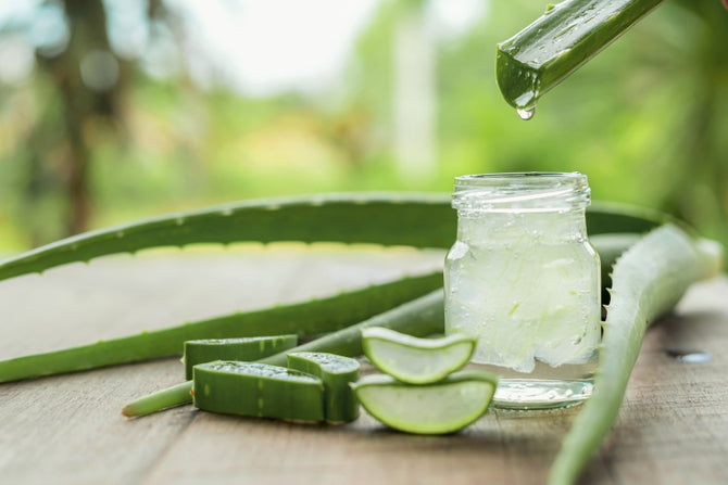 Aloe Vera for hair loss – naturally effective!