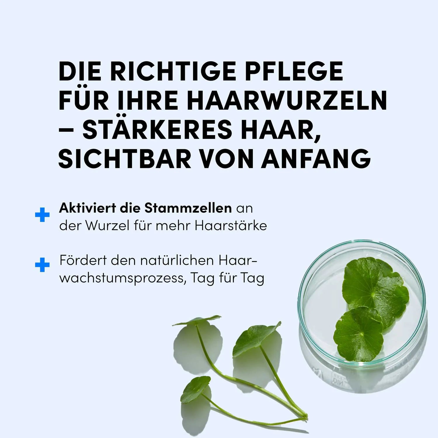Deutscher Text zu Haarpflege und Haarwachstum mit zwei Stichpunkten, daneben ein Glas Wasser mit grünem Blatt und zwei frischen Blättern - inspiriert vom Dr. Balwi Hair Boost Set von Dr. Balwi Shop.